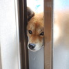 覗きこむ