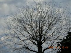 空に映える樹木