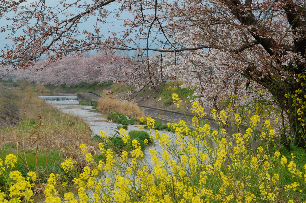 春の川