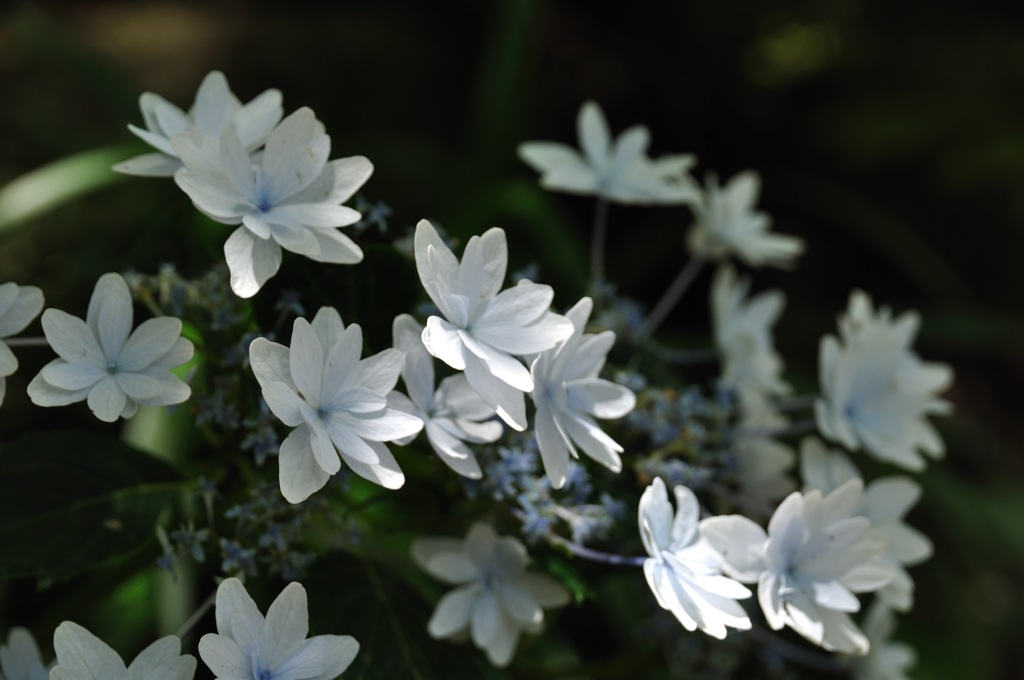隅田の花火