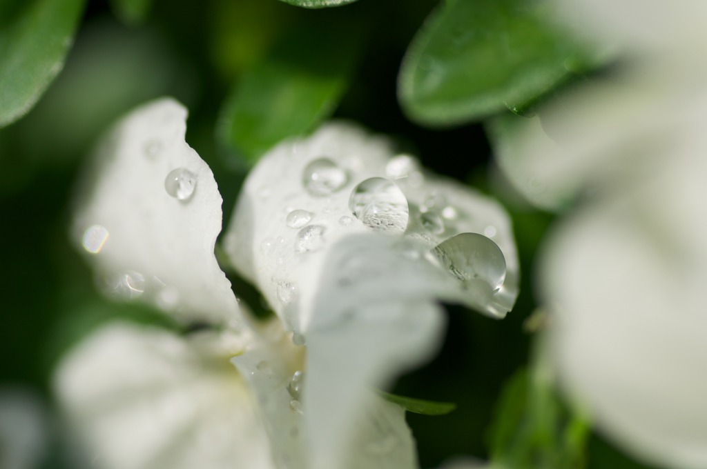 雨上がり