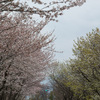 桜のトンネル