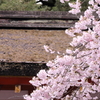 石清水八幡宮の桜