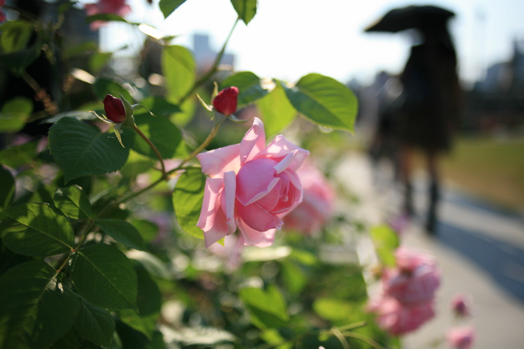 中之島公園