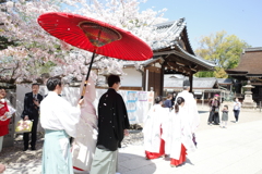 道明寺天満宮の桜