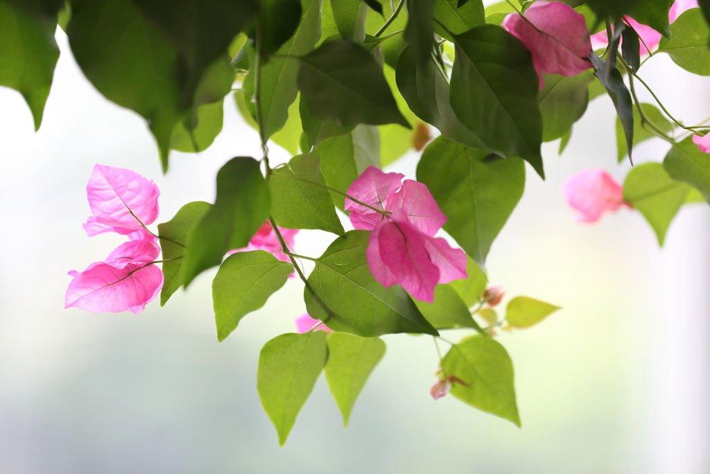 花の文化園