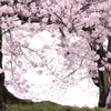 背割堤の桜