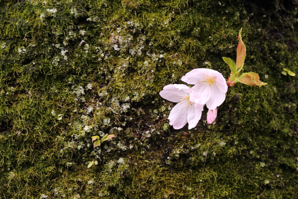 石清水八幡宮の桜