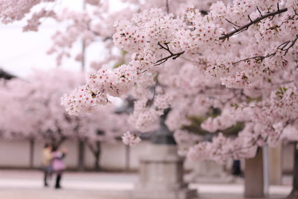 道明寺天満宮の桜