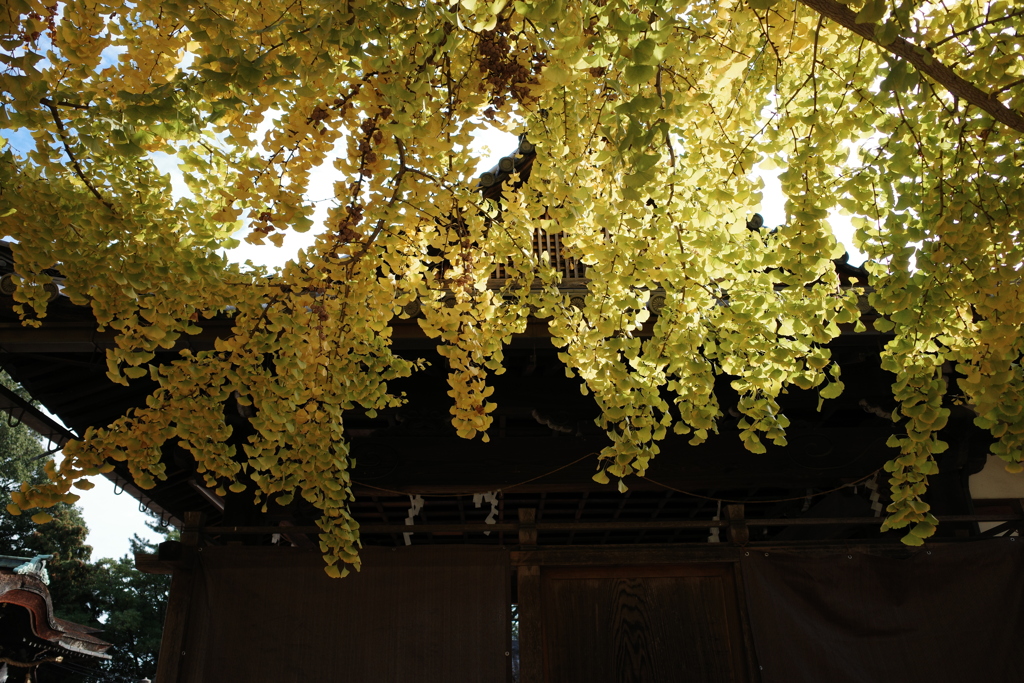 道明寺天満宮