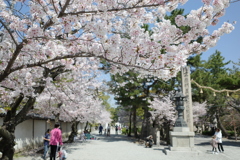 道明寺天満宮の桜