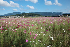 藤原宮跡