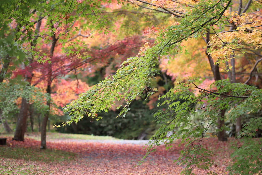 弘川寺