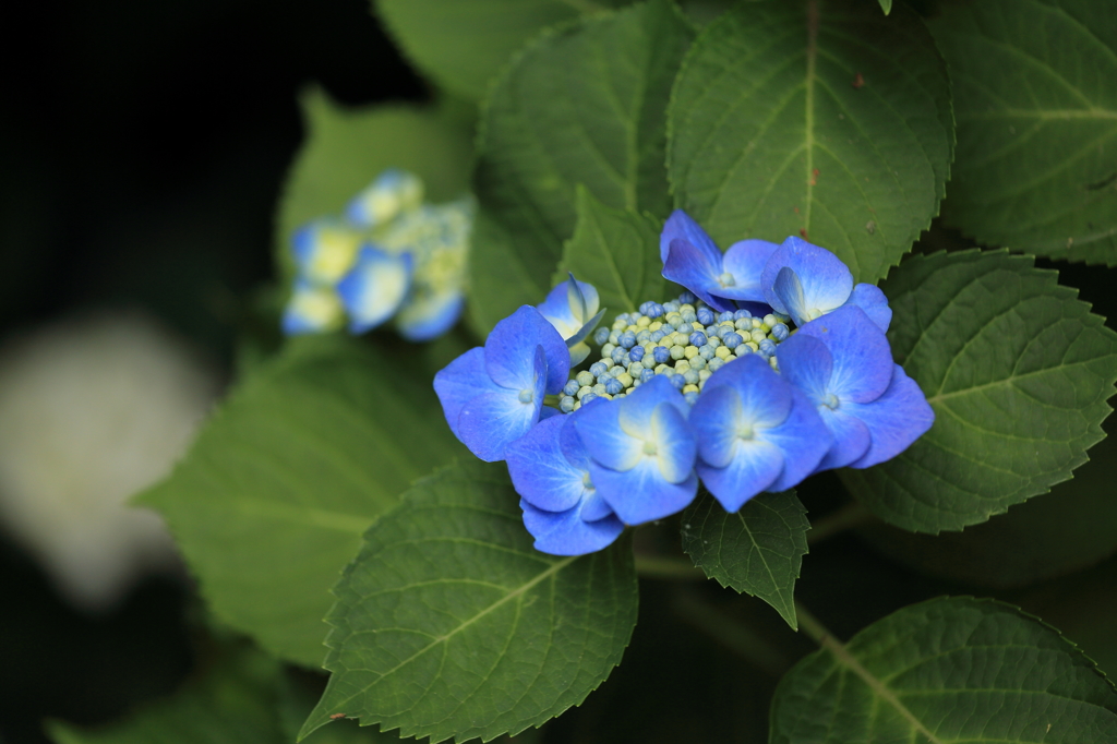 紫陽花