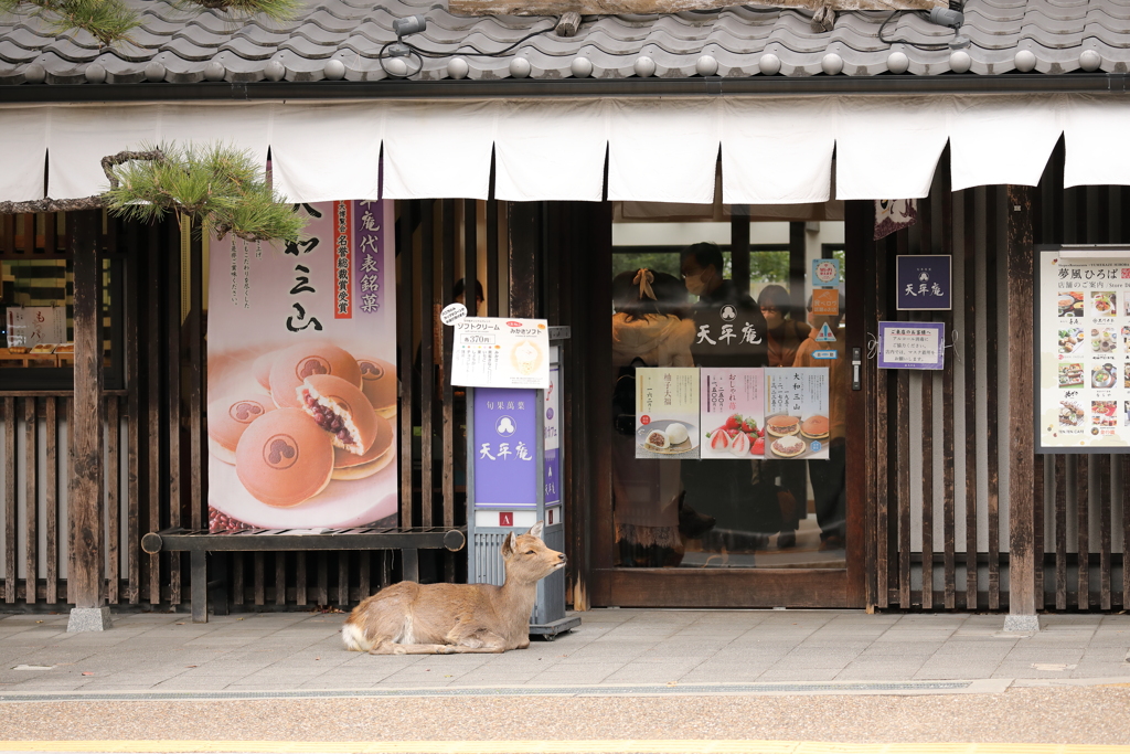 奈良公園