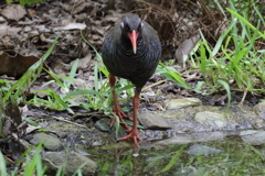 ヤンバルクイナ