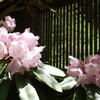 石楠花