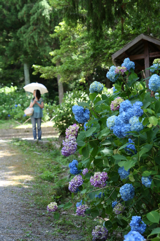 相野あじさい園