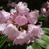 石楠花
