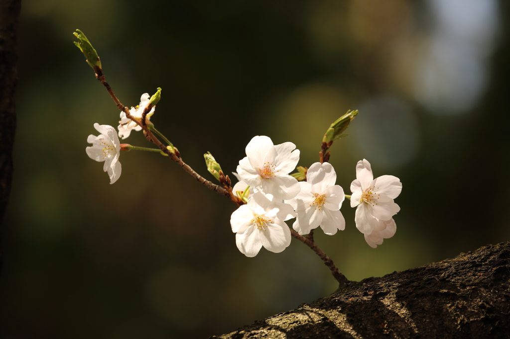 桜