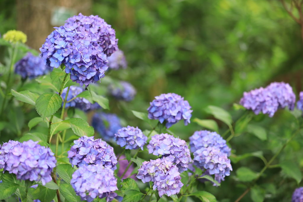 花の文化園