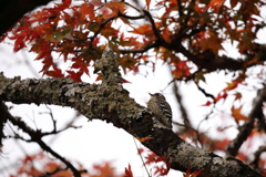 奈良公園