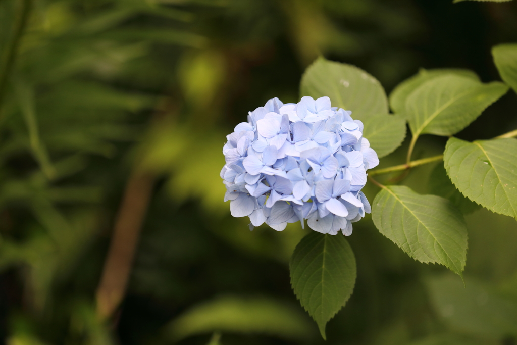 花の文化園