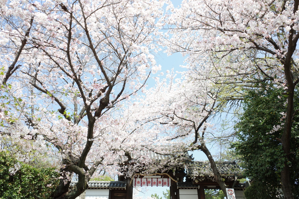 道明寺天満宮の桜