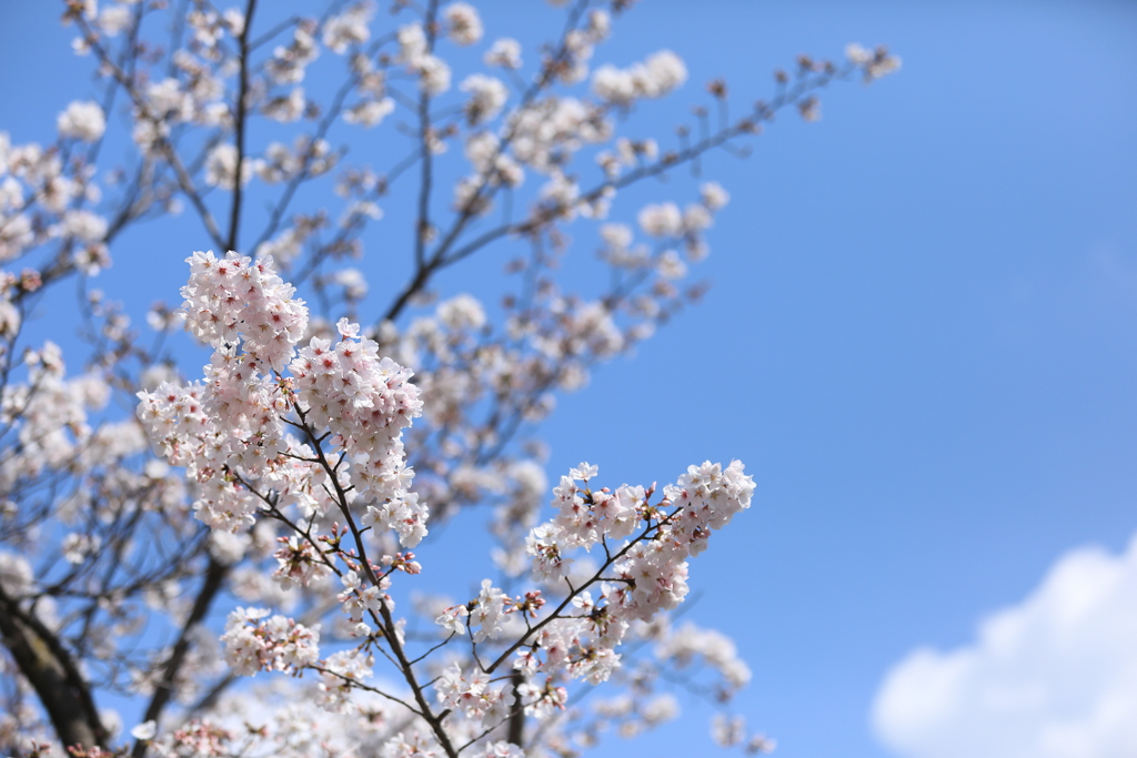 桜