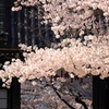 道明寺天満宮の桜