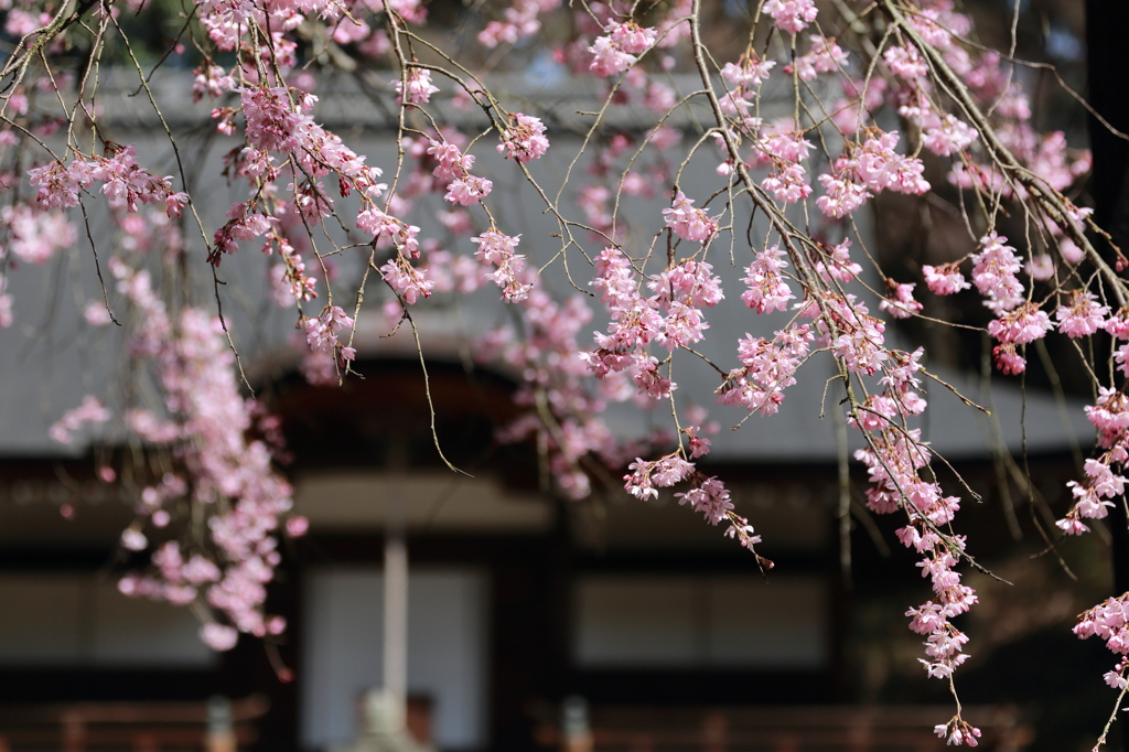 弘川寺