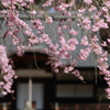 弘川寺