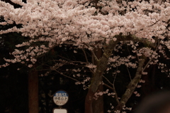 能勢妙見山の桜