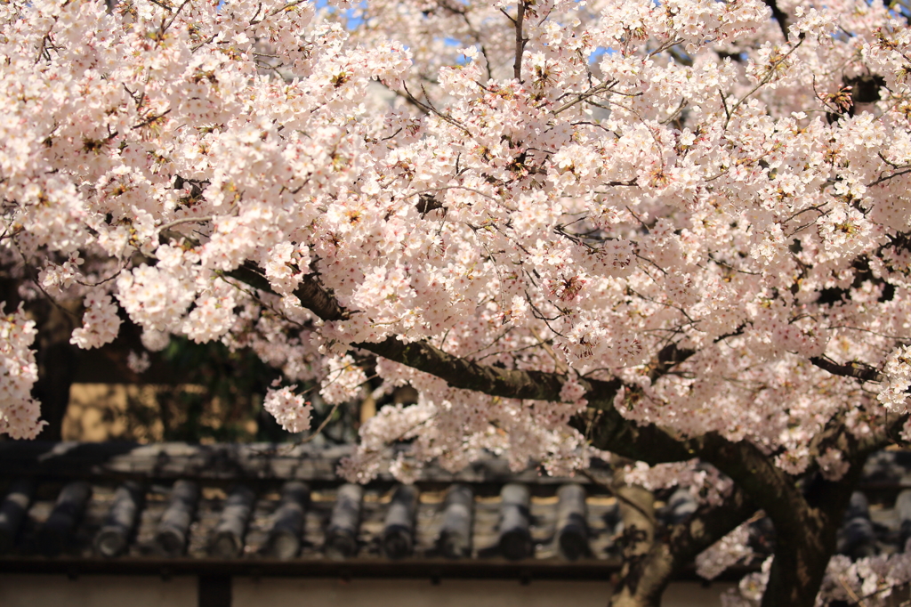 道明寺天満宮の桜