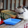 猫草餅