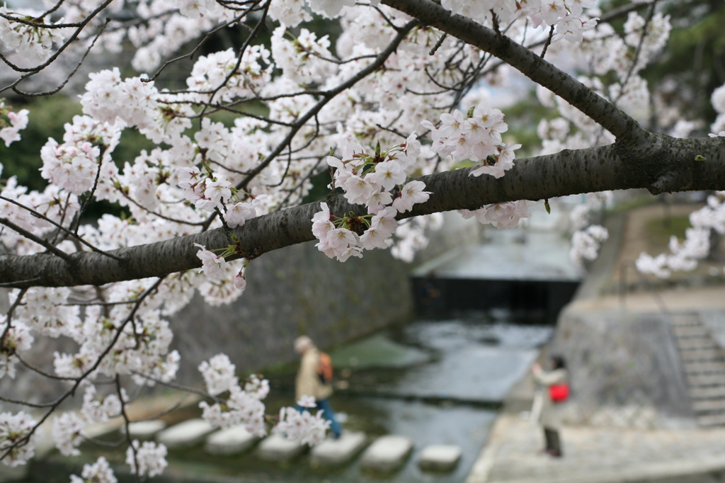 夙川の桜