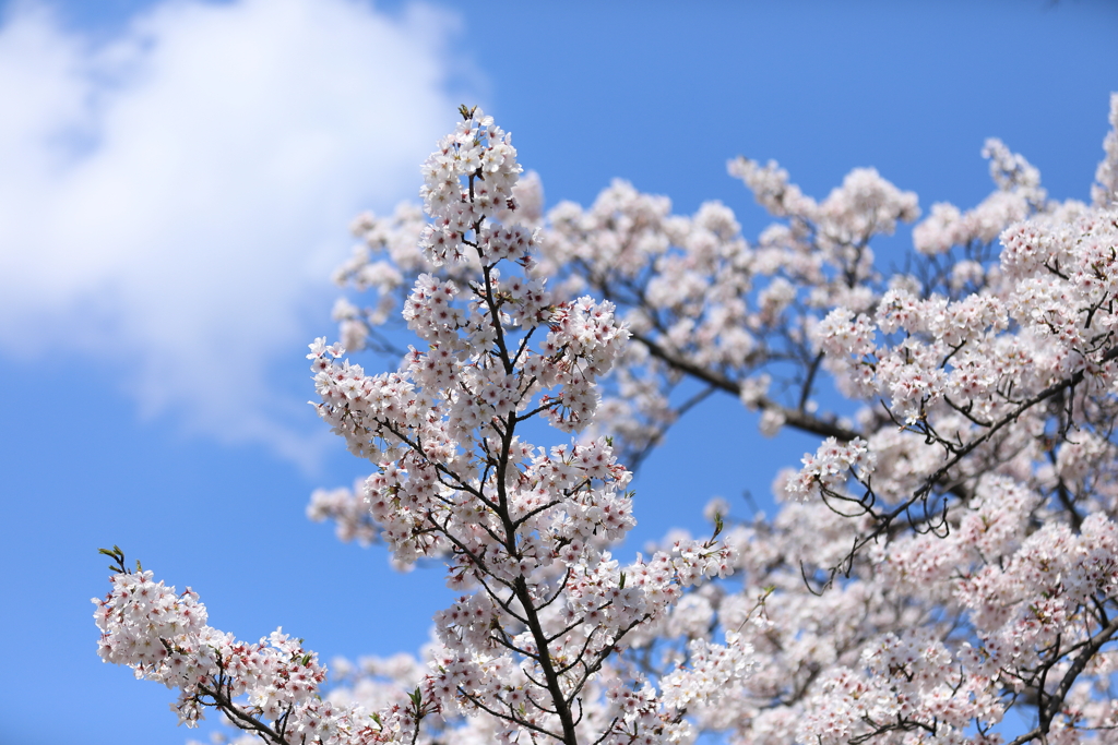 桜