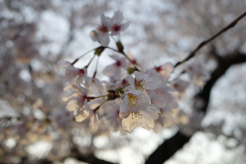 道明寺天満宮の桜