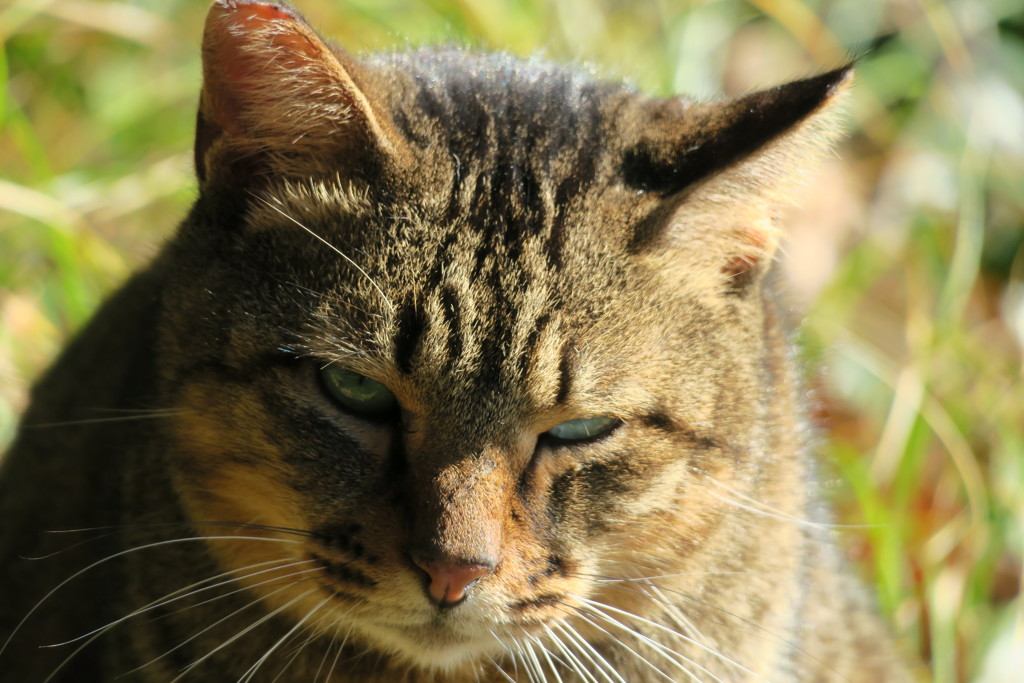 山田池公園の猫