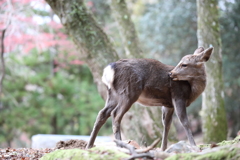 奈良公園