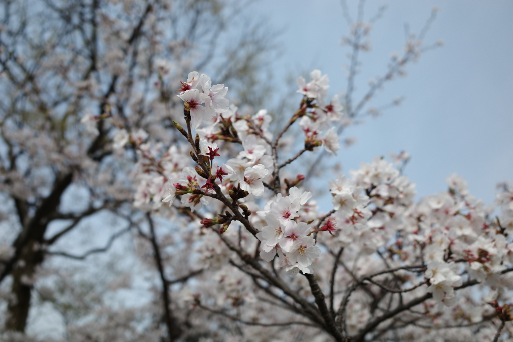 桜
