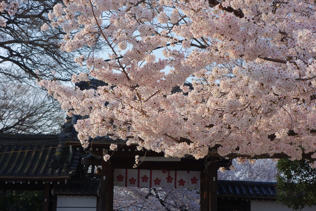 道明寺天満宮の桜