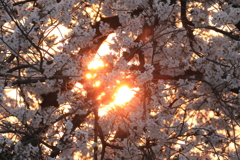 朝焼けの道明寺天満宮の桜