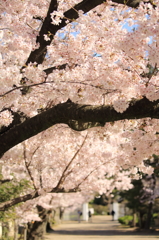 道明寺天満宮の桜