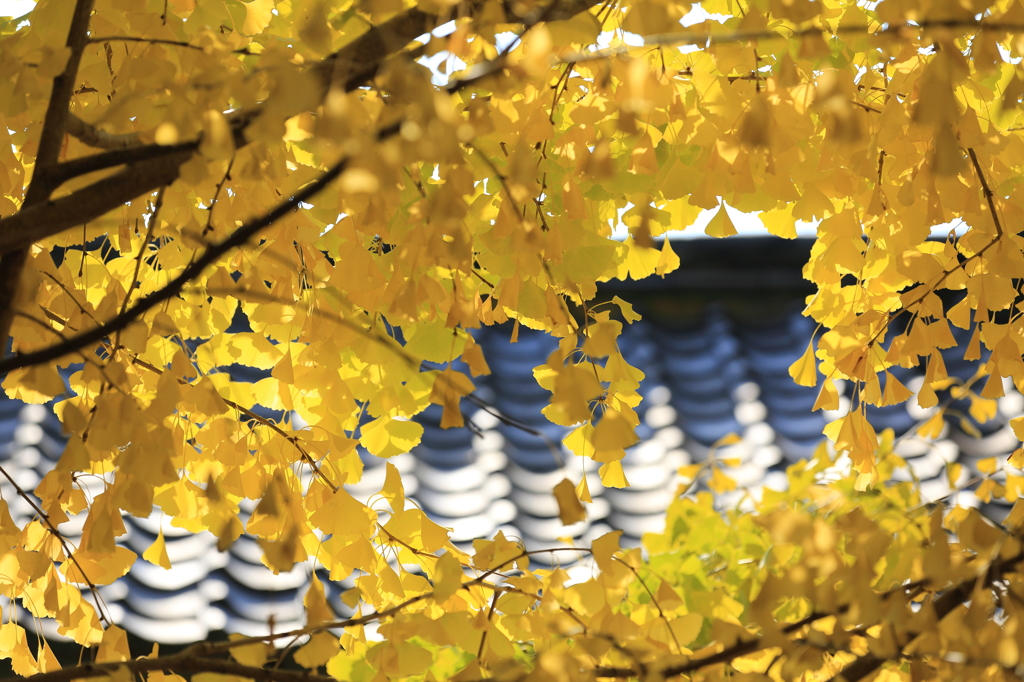 道明寺天満宮