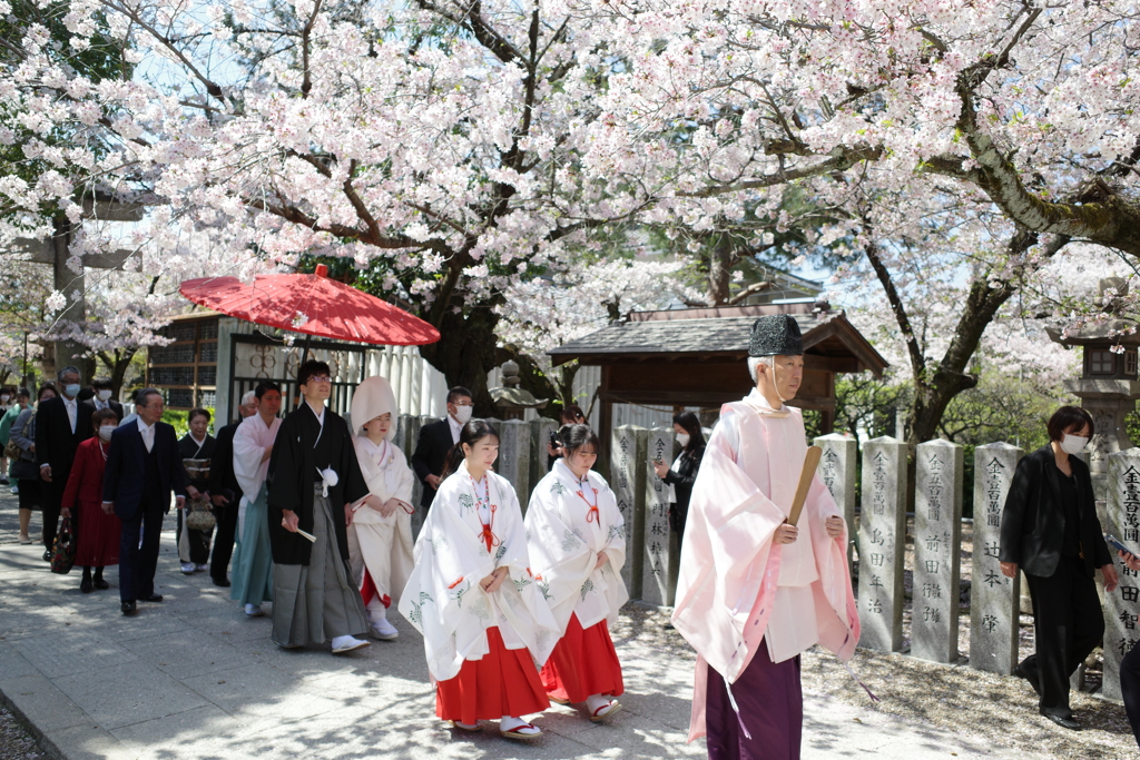 道明寺天満宮の桜