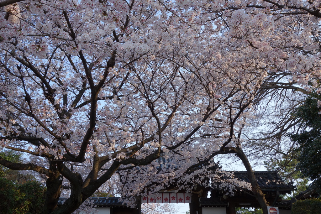 道明寺天満宮の桜