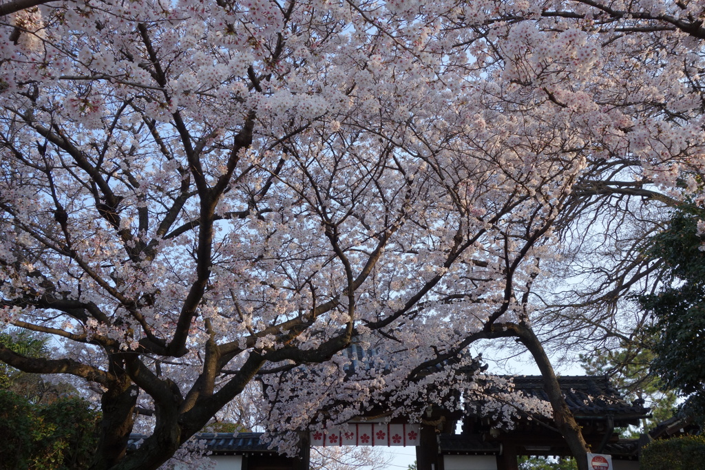 道明寺天満宮の桜