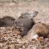 奈良公園