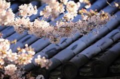 道明寺天満宮の桜